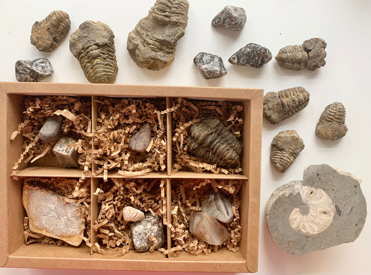Fossils