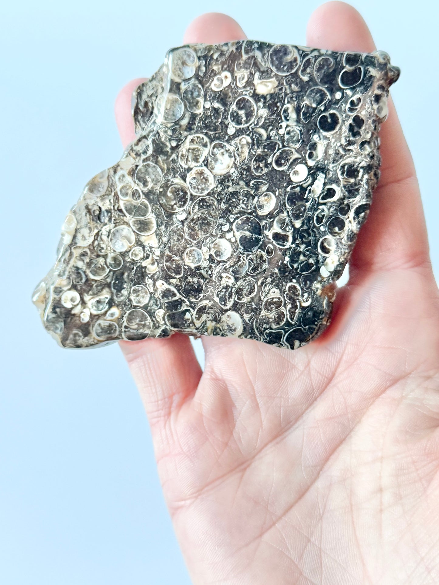 Turritella Agate Slab