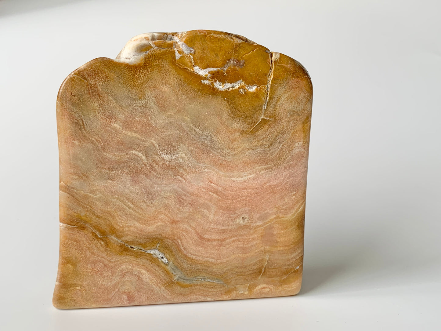 Stromatoporoids Fossil Slab