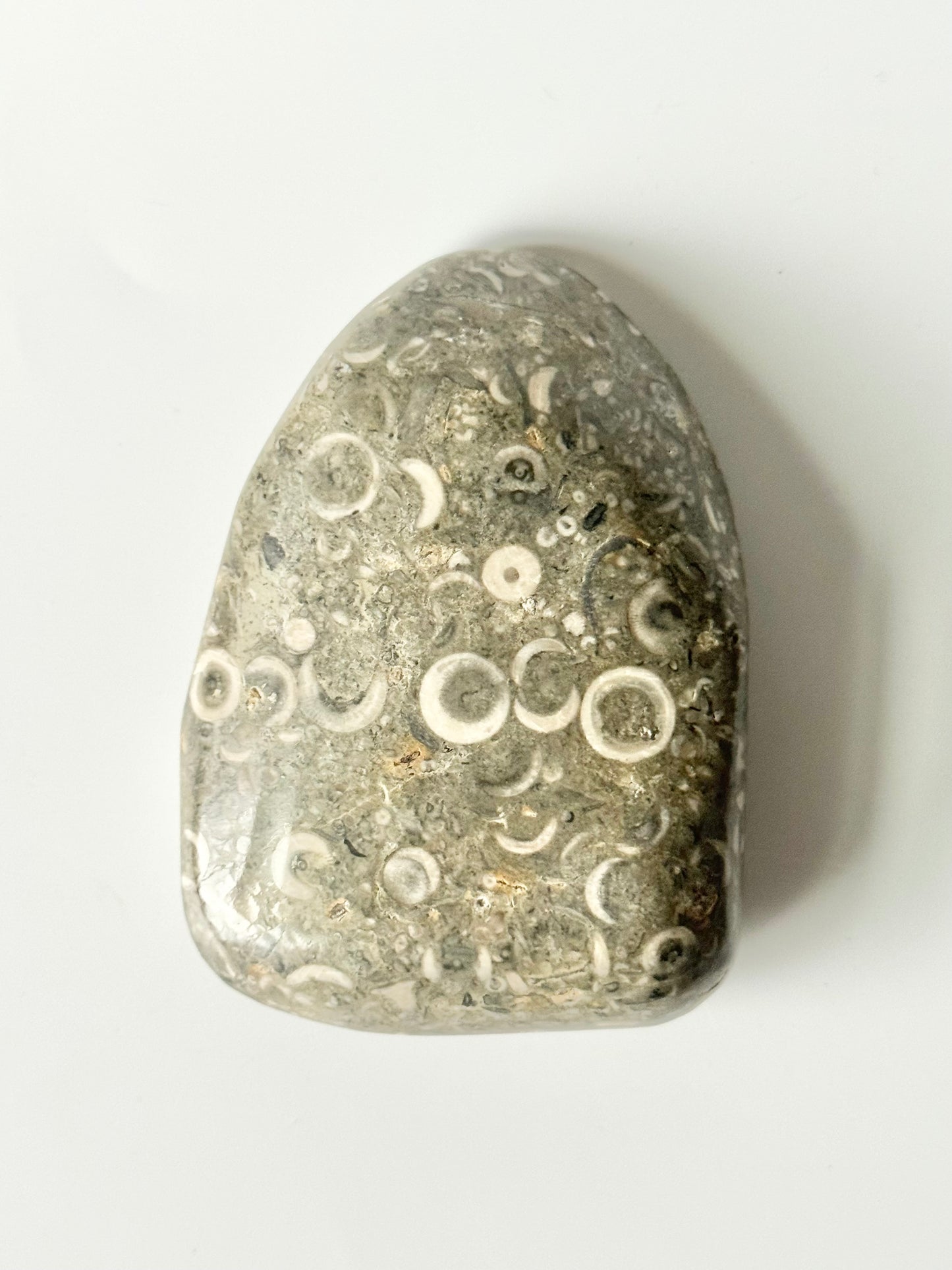 Lake Michigan Fossil Soup Freeform