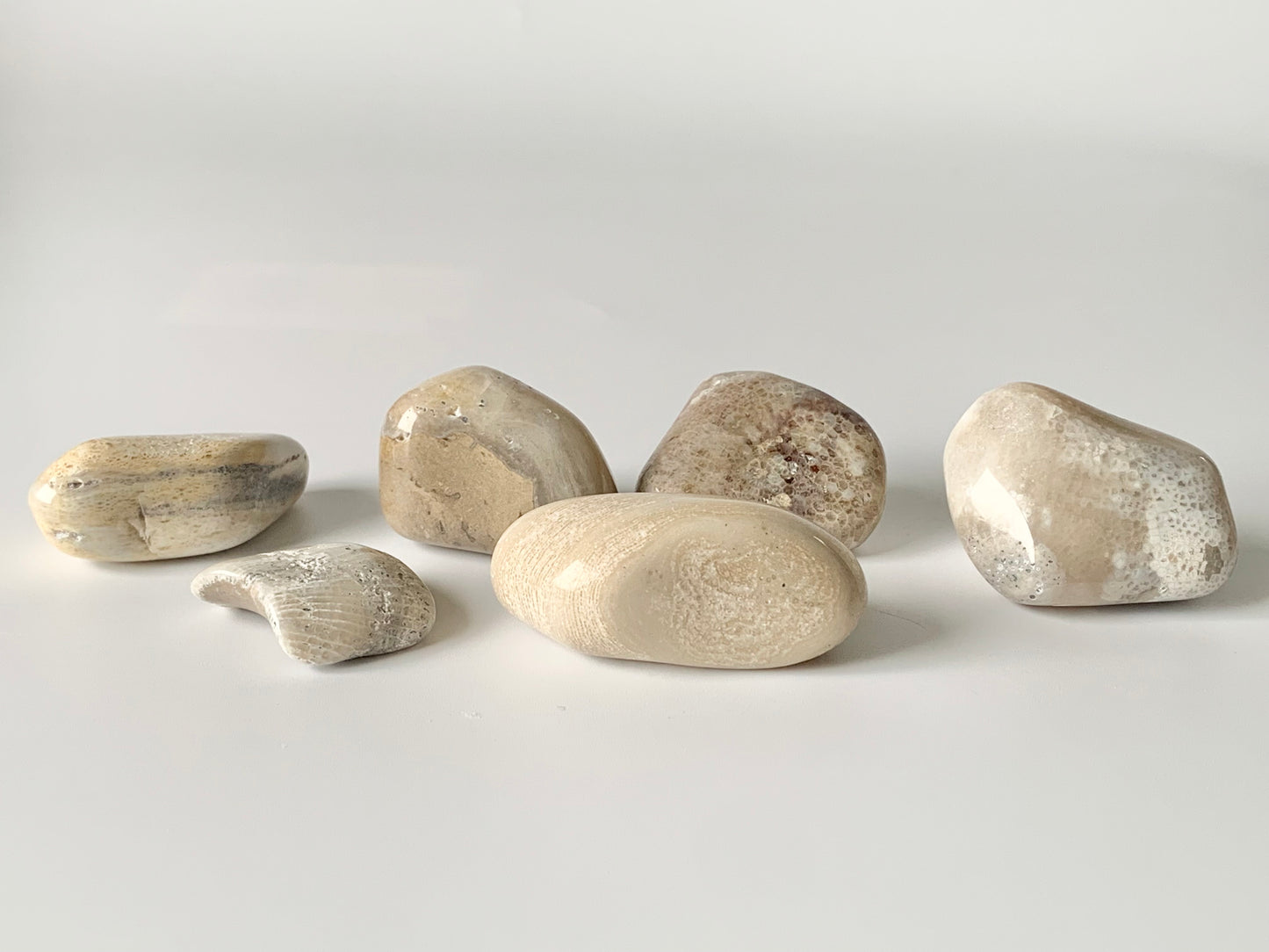 Lake Michigan Fossil Set