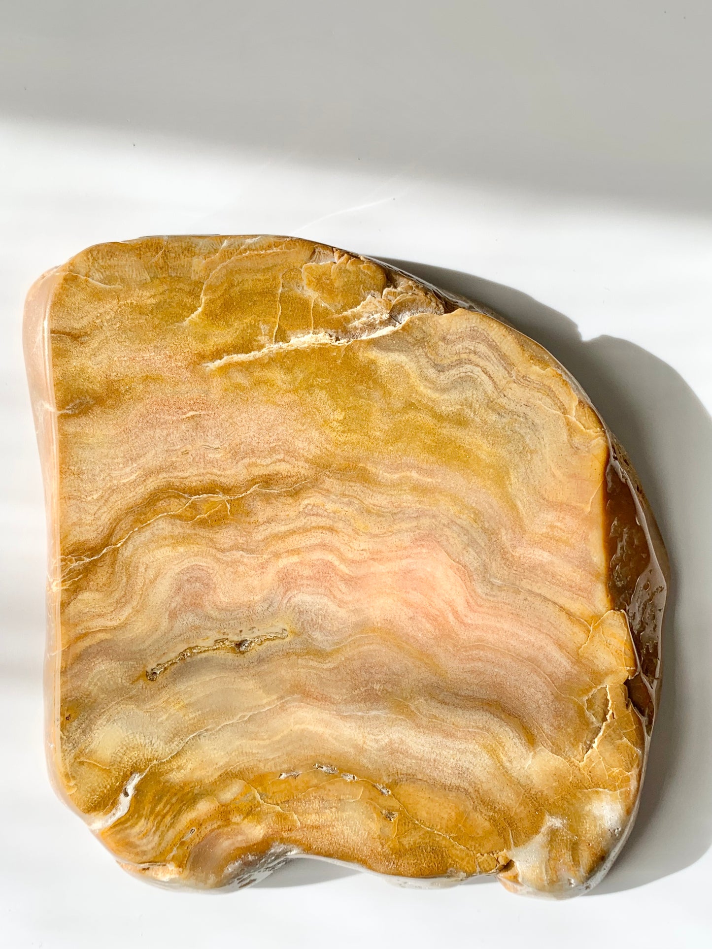 Stromatoporoids Fossil Slab