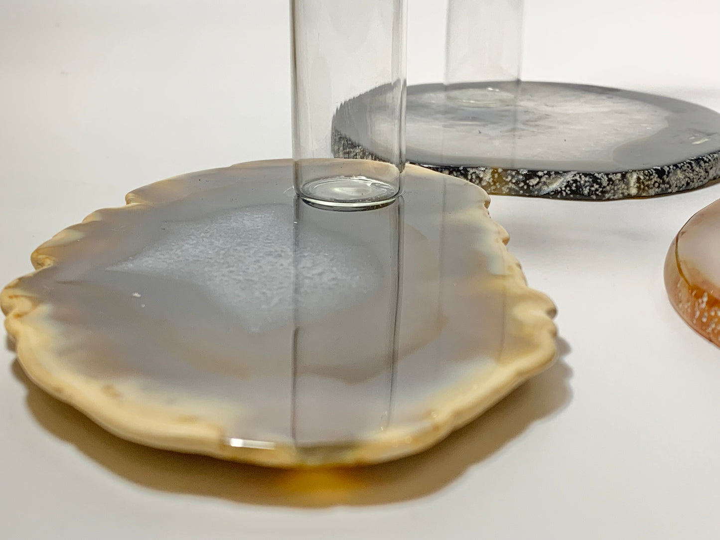 Agate slice plant propagation