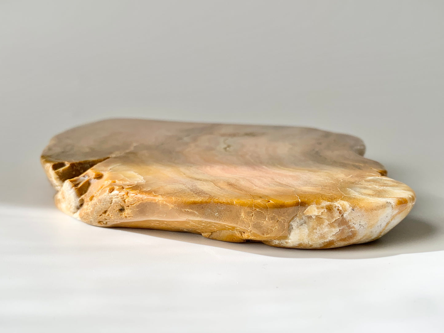 Stromatoporoids Fossil Slab
