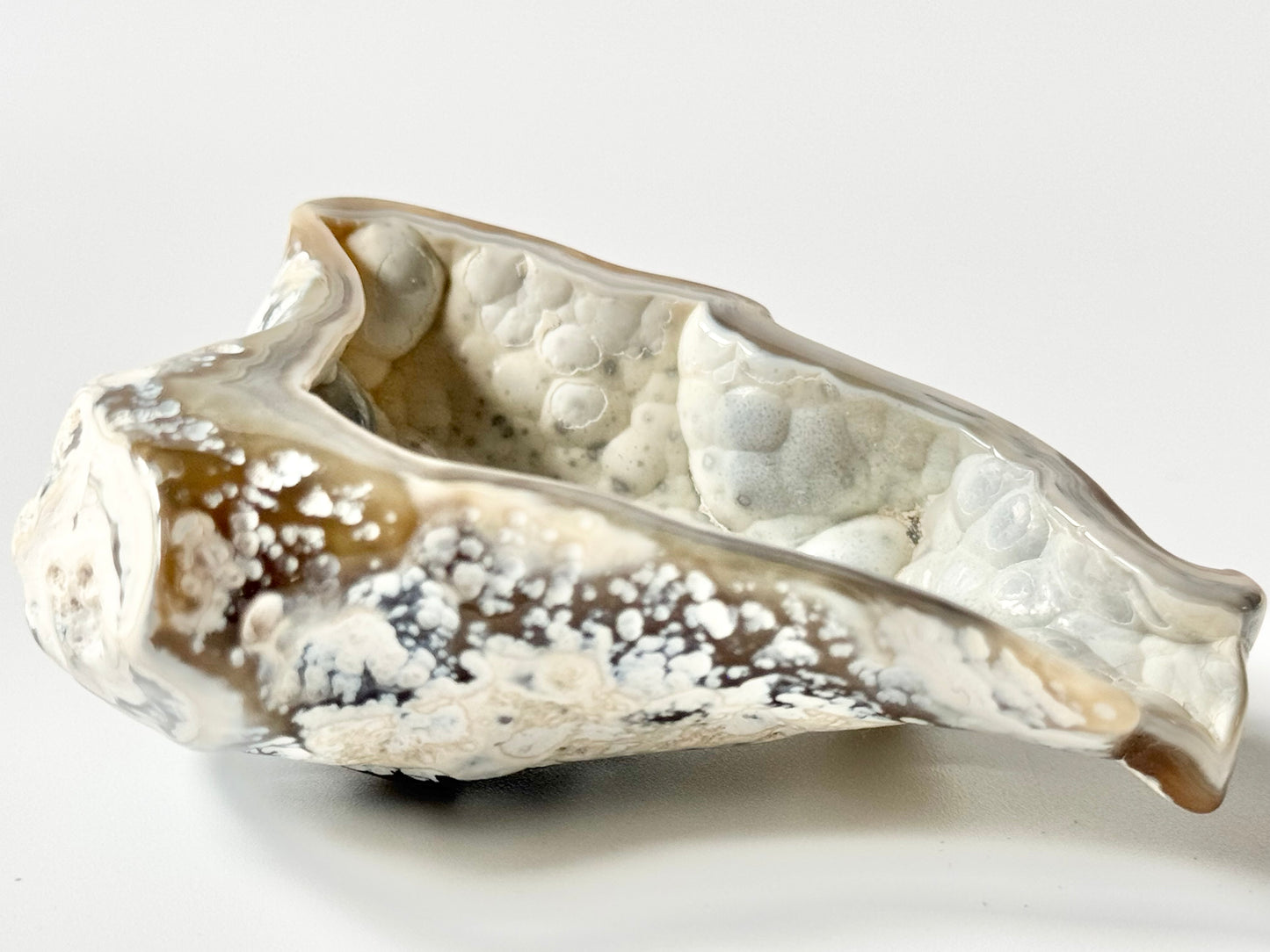 Florida Agatized Coral Fossil, UV reactive