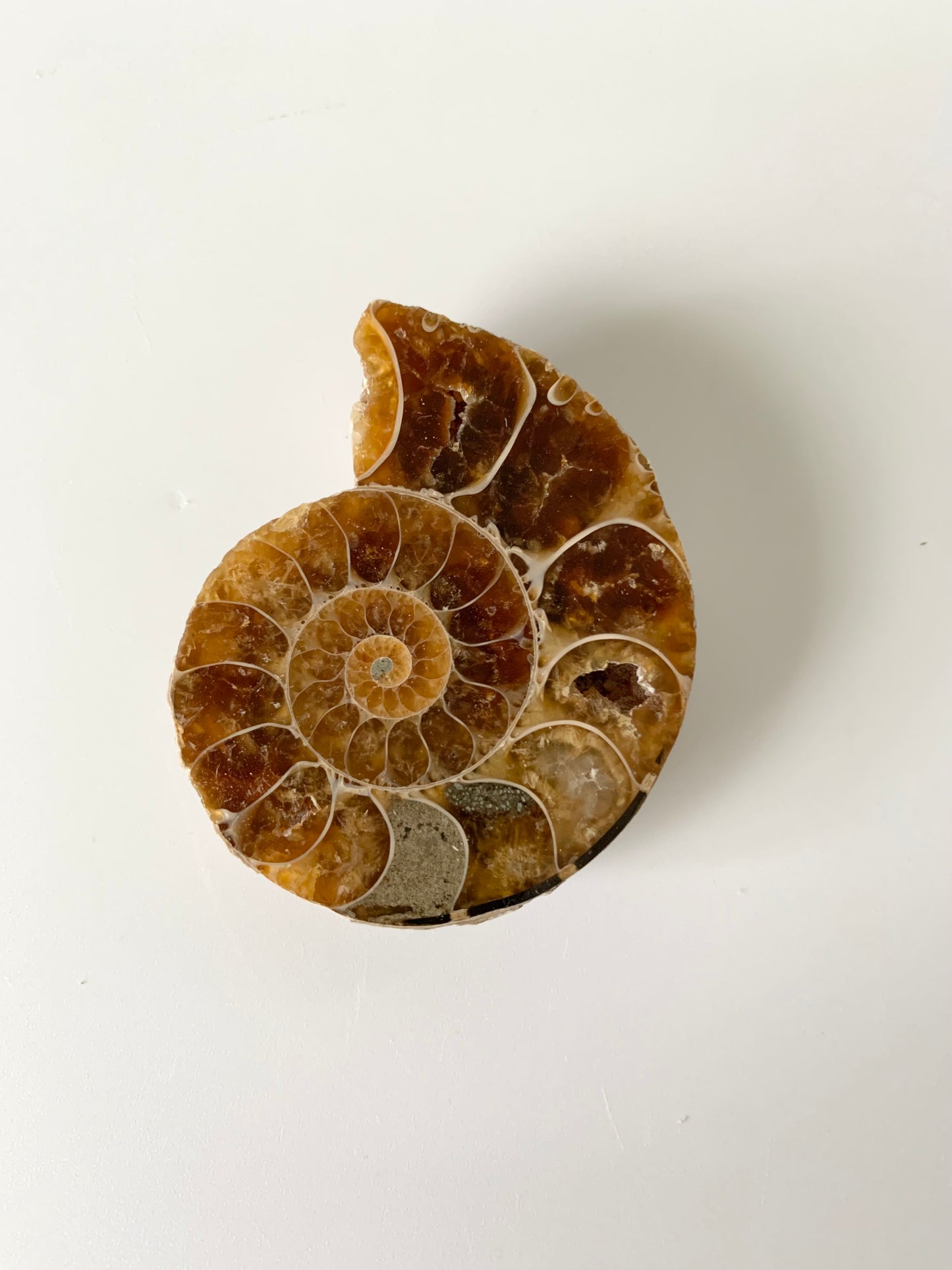 Ammonite polished half