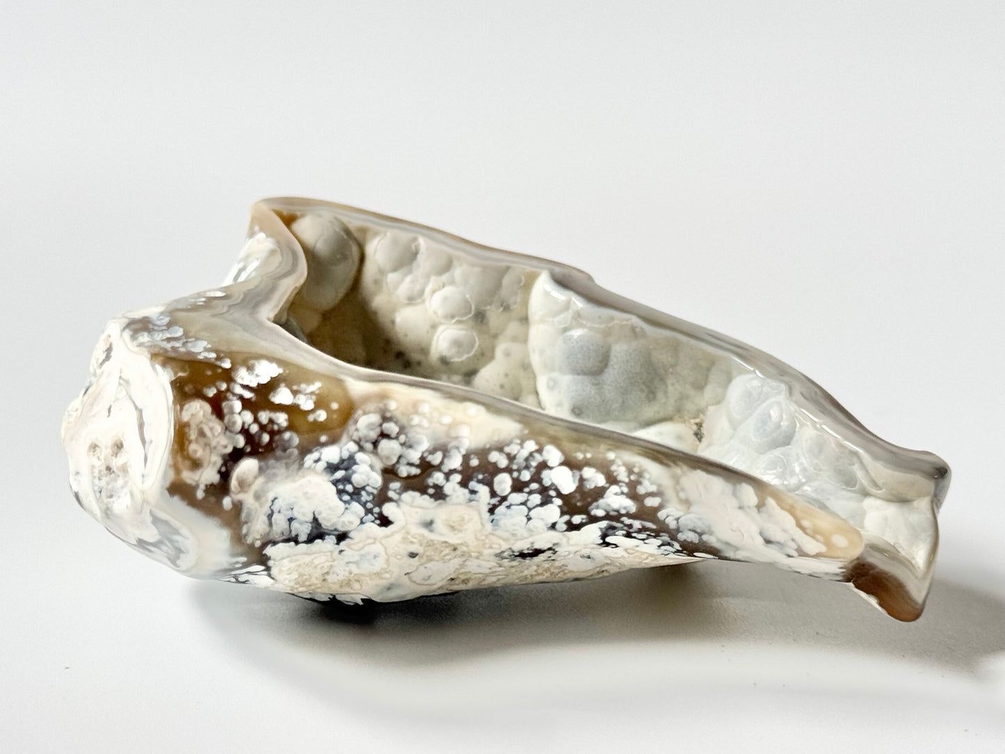 Florida Agatized Coral Fossil, UV reactive