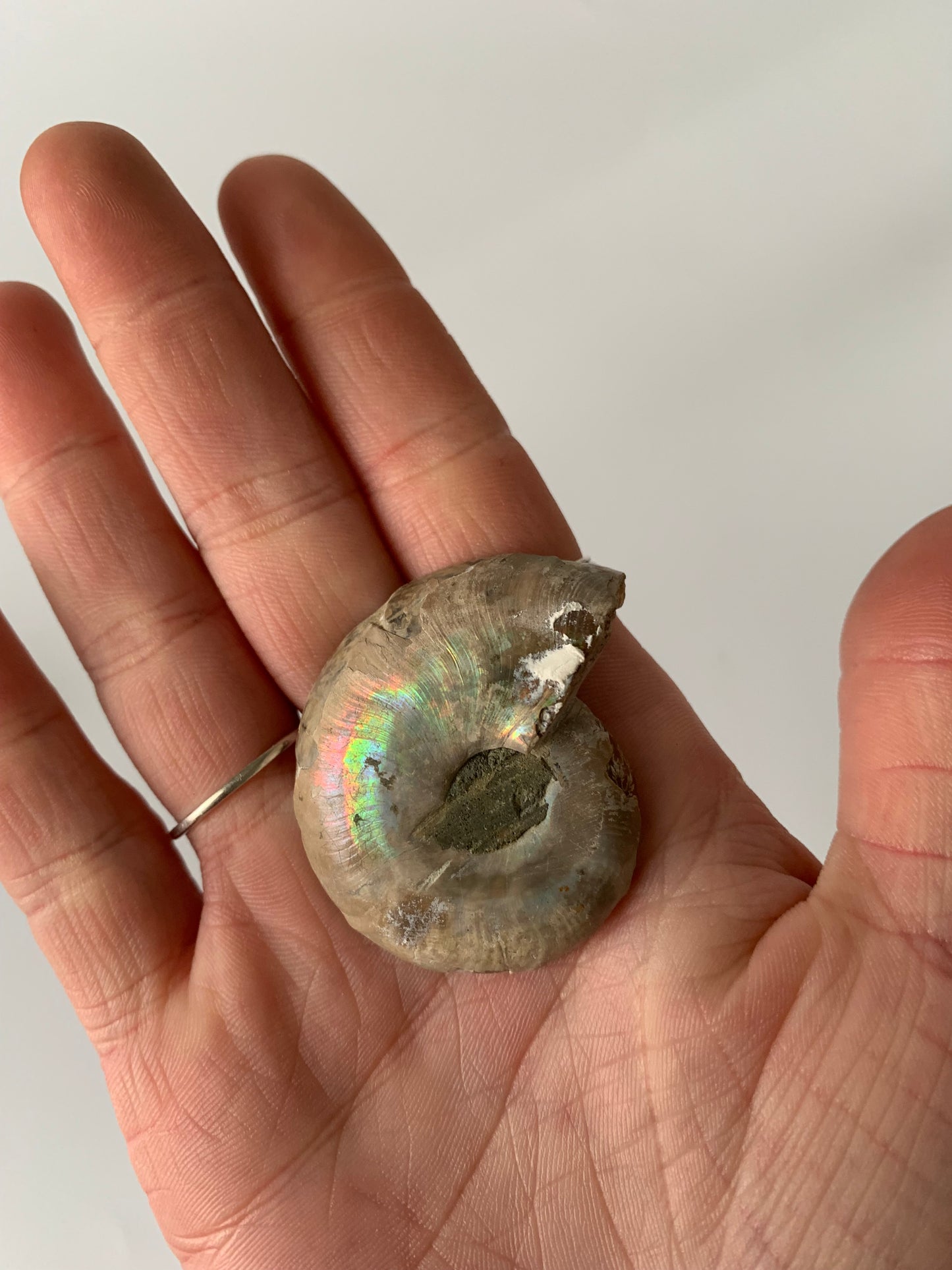 Ammonite polished half