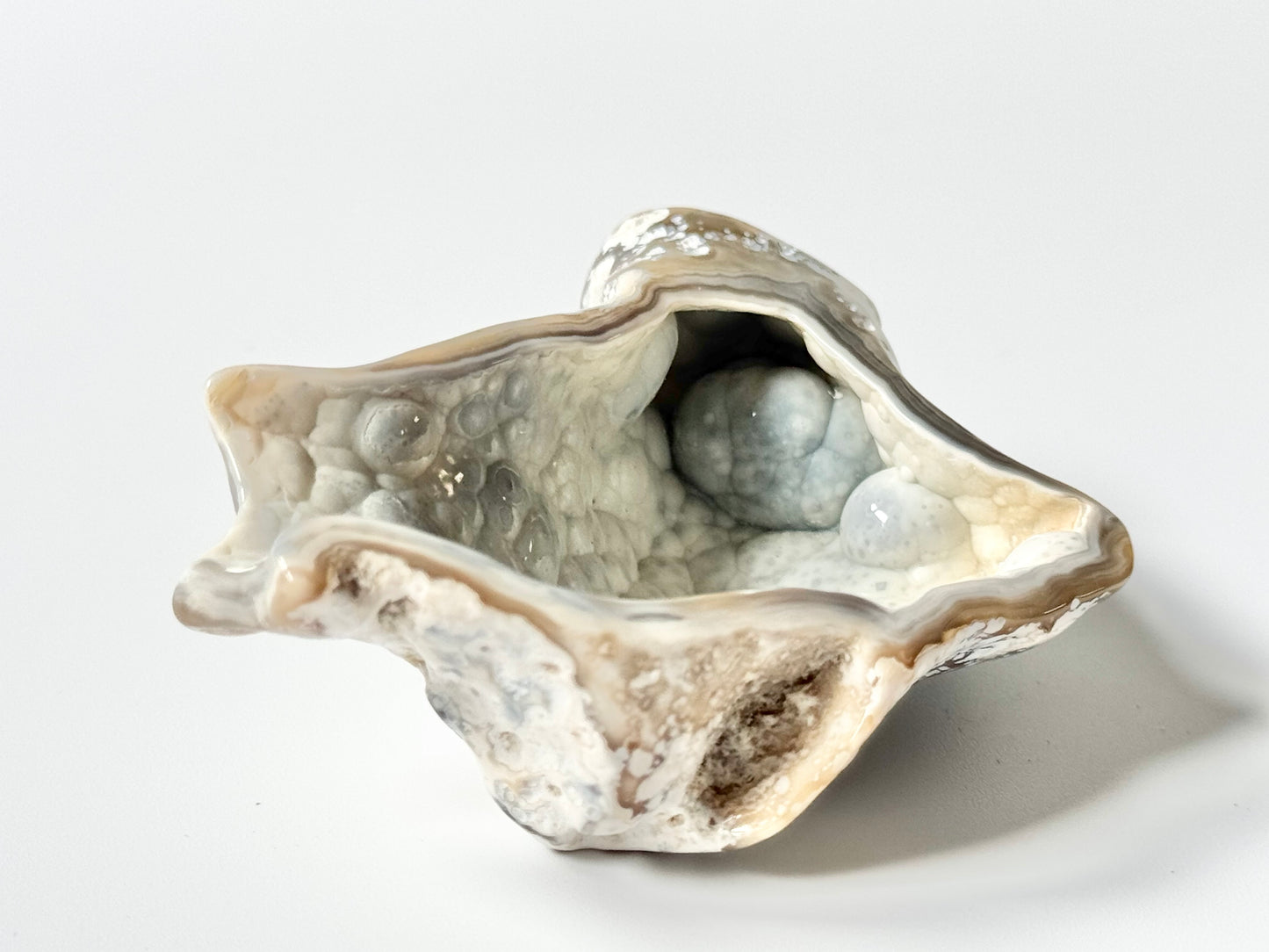 Florida Agatized Coral Fossil, UV reactive