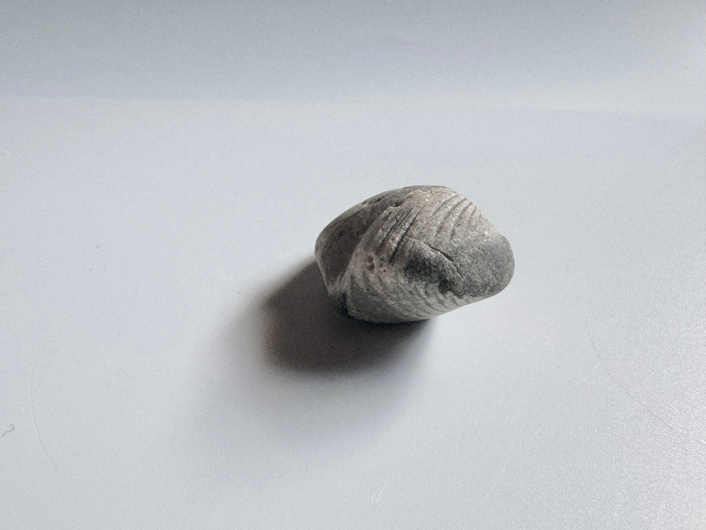 Lake Michigan Brachiopod, Raw