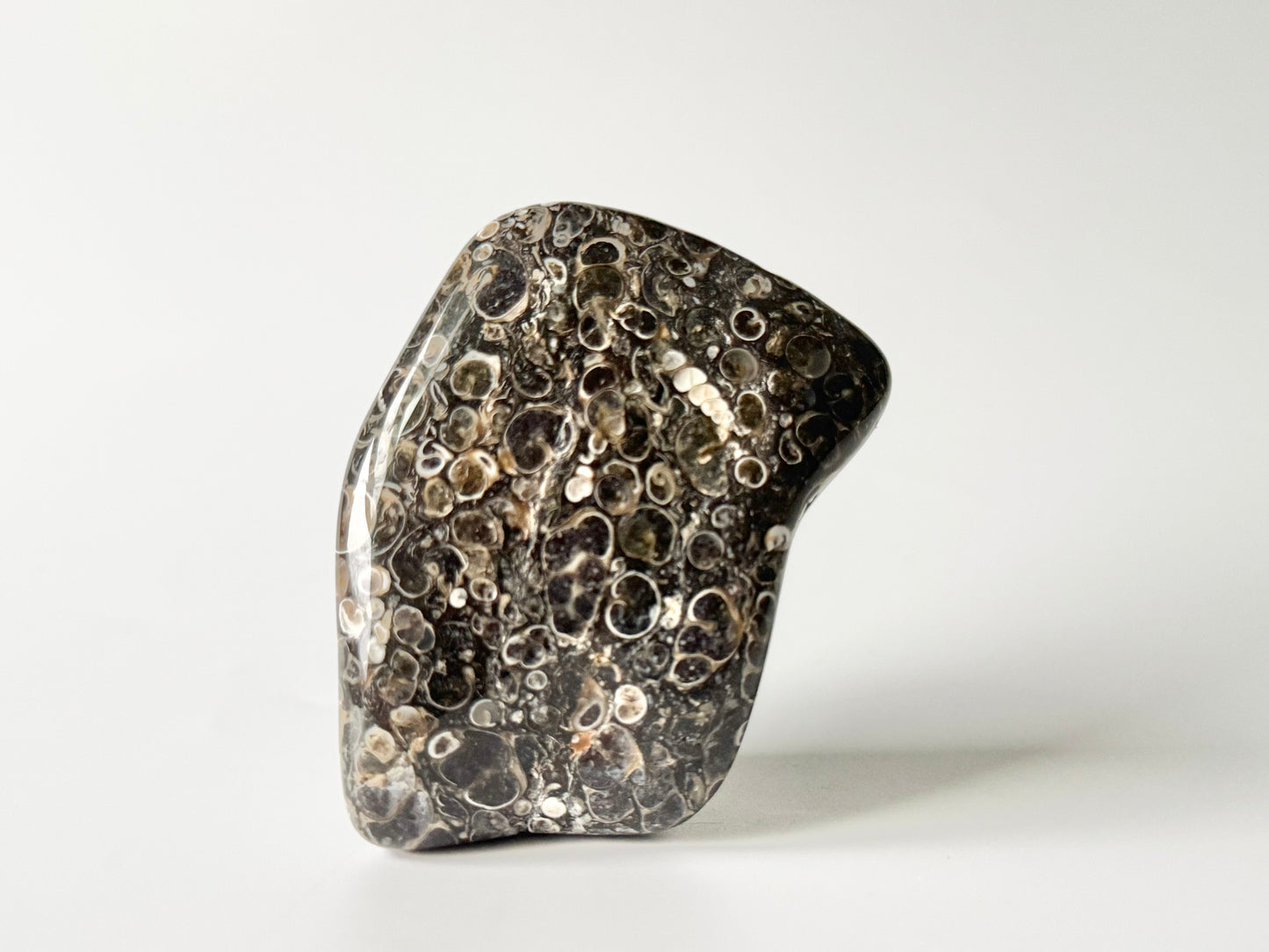 Turritella Agate Free Form