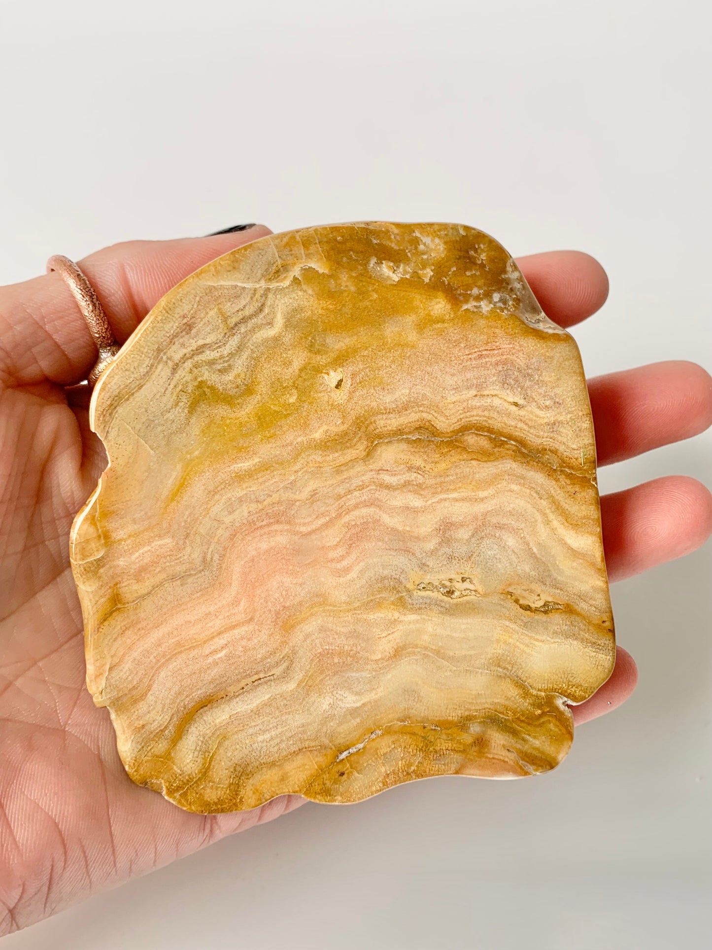 Stromatoporoids Fossil Slab