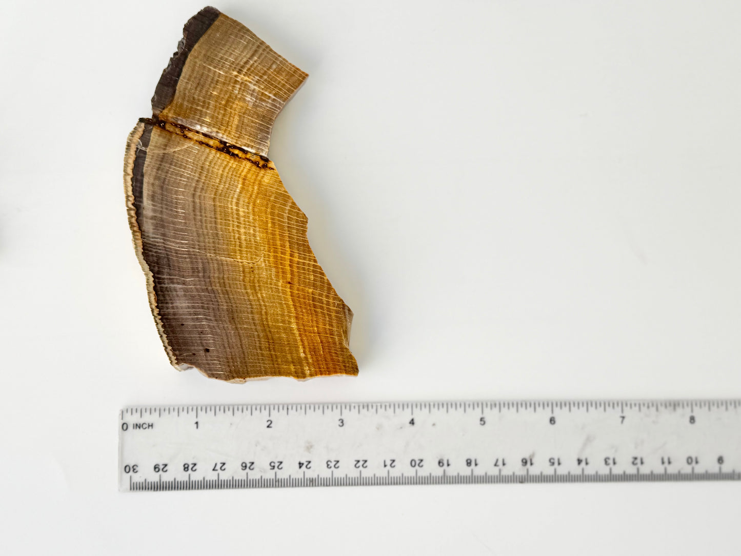 Petrified Wood Slab, Polished