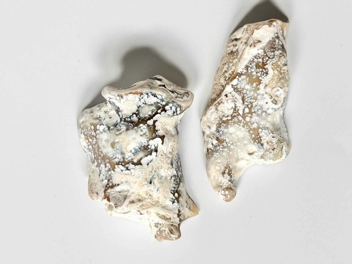 Florida Agatized Coral Fossil, UV reactive