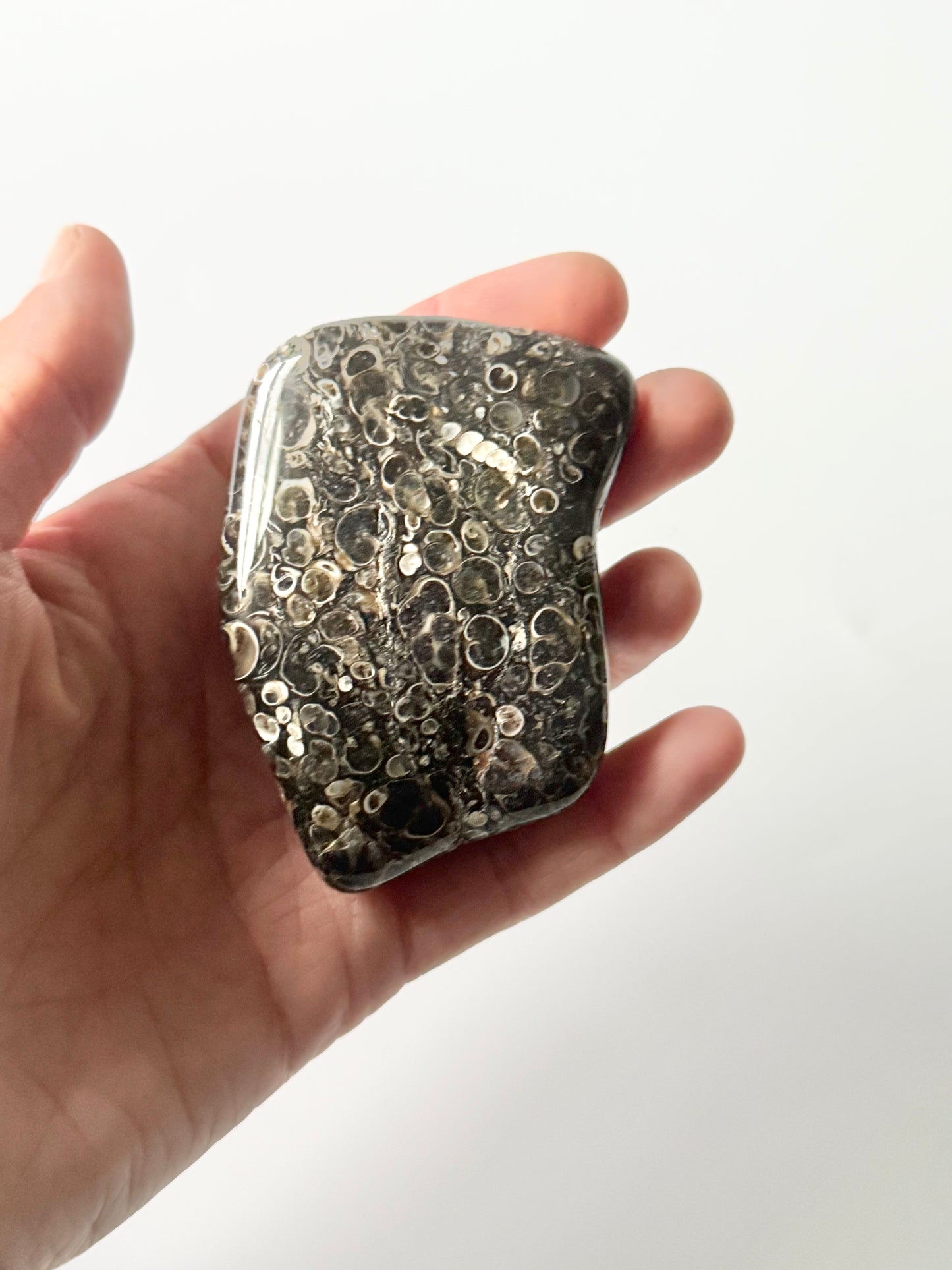 Turritella Agate Free Form