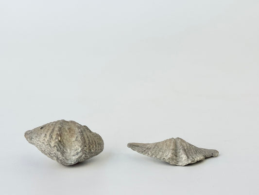 Brachiopod, Raw