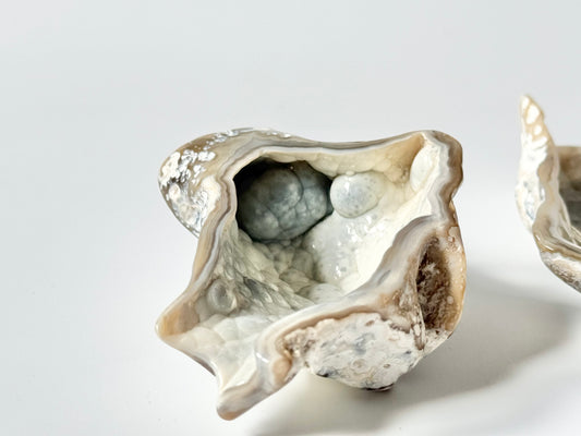 Florida Agatized Coral Fossil, UV reactive