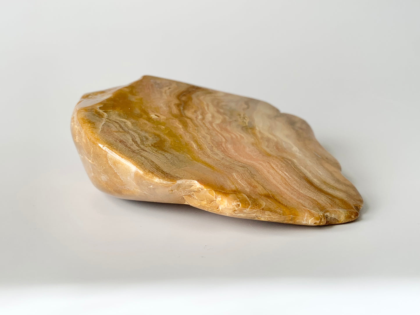 Stromatoporoids Fossil Slab