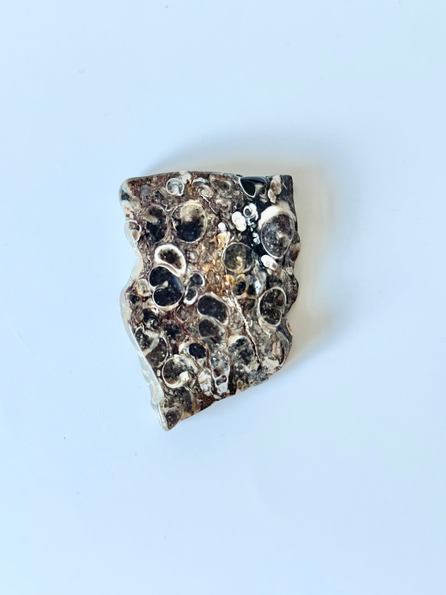 Turritella Agate Slab