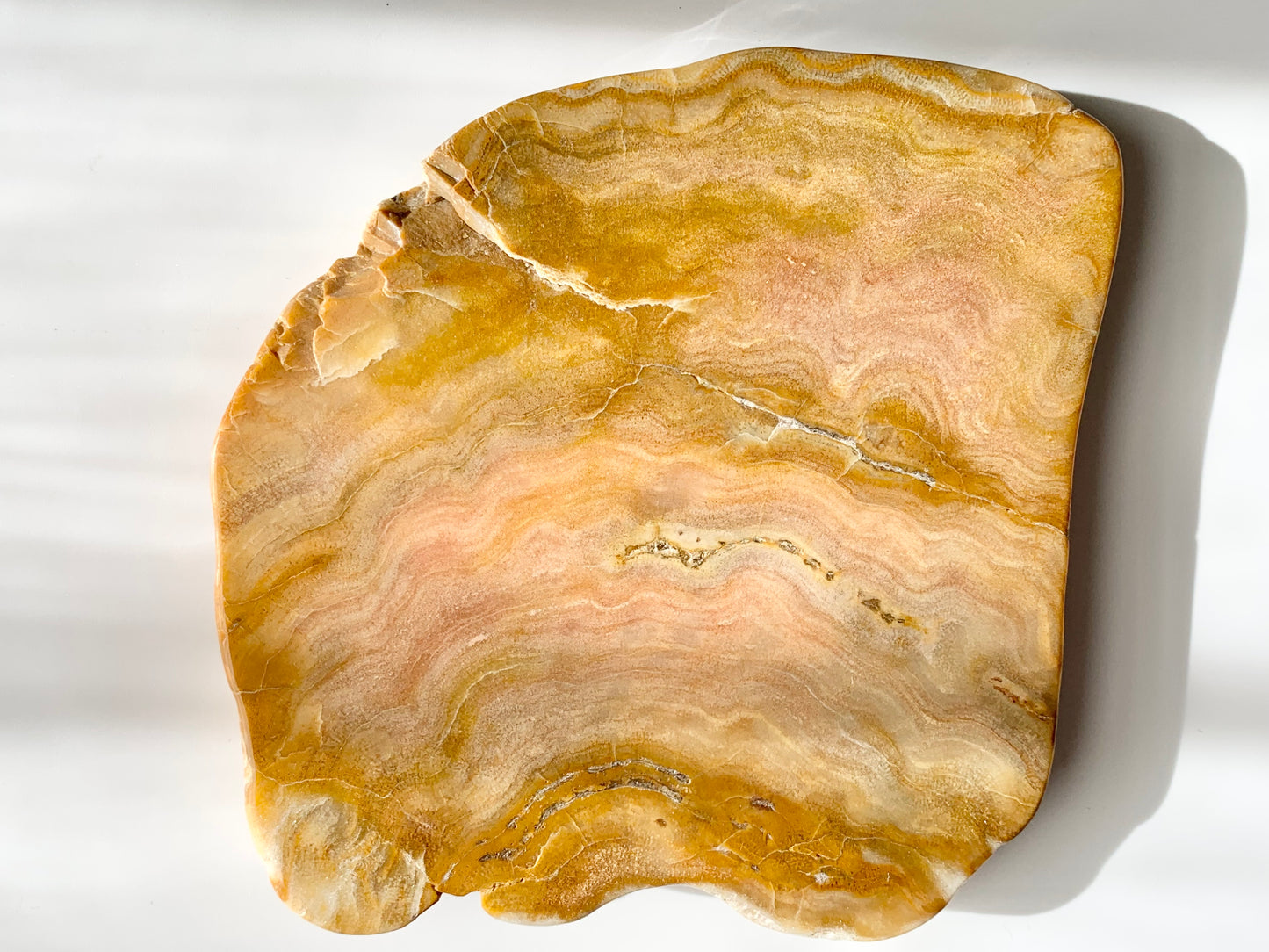Stromatoporoids Fossil Slab