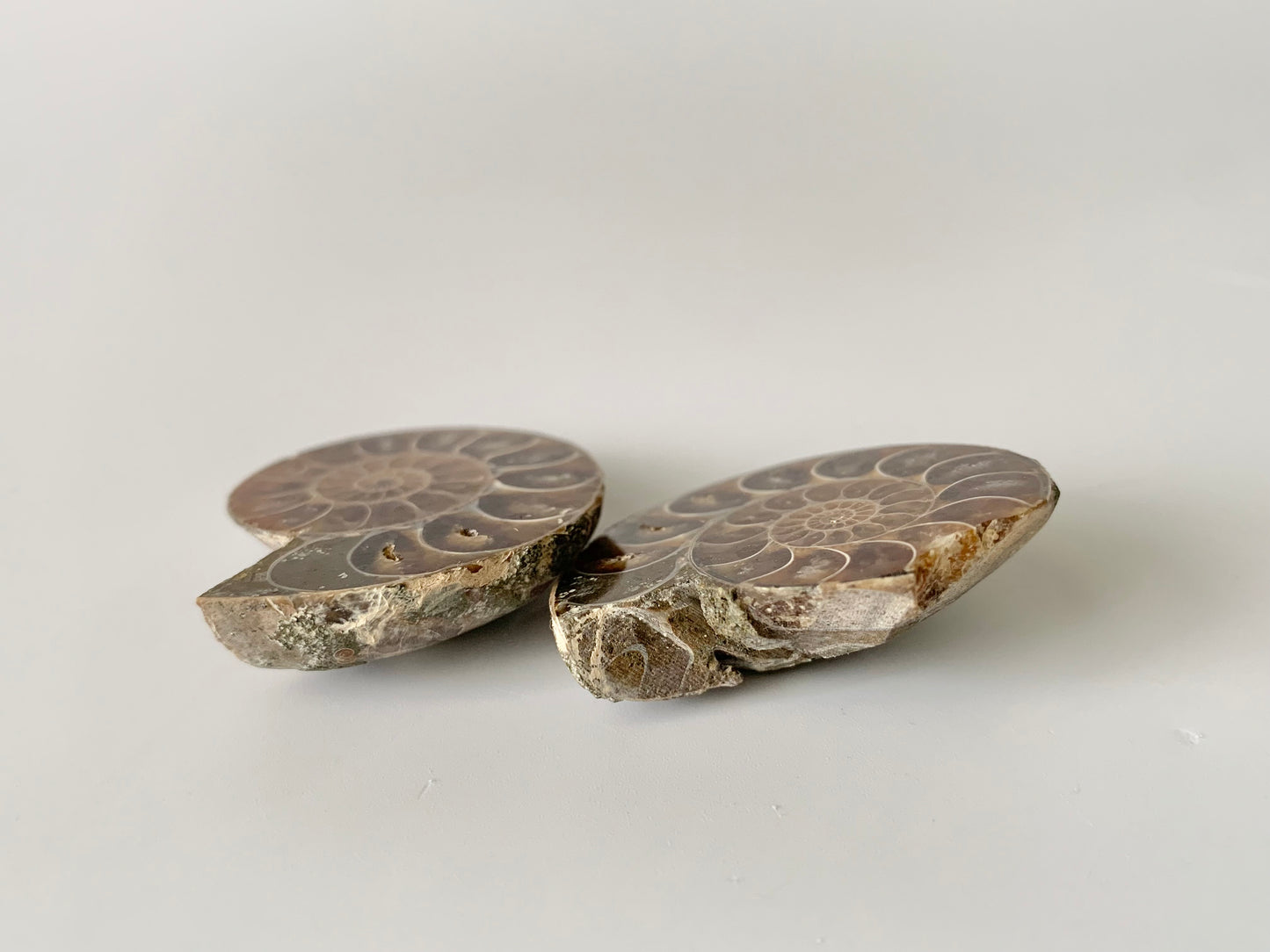 Ammonite polished half