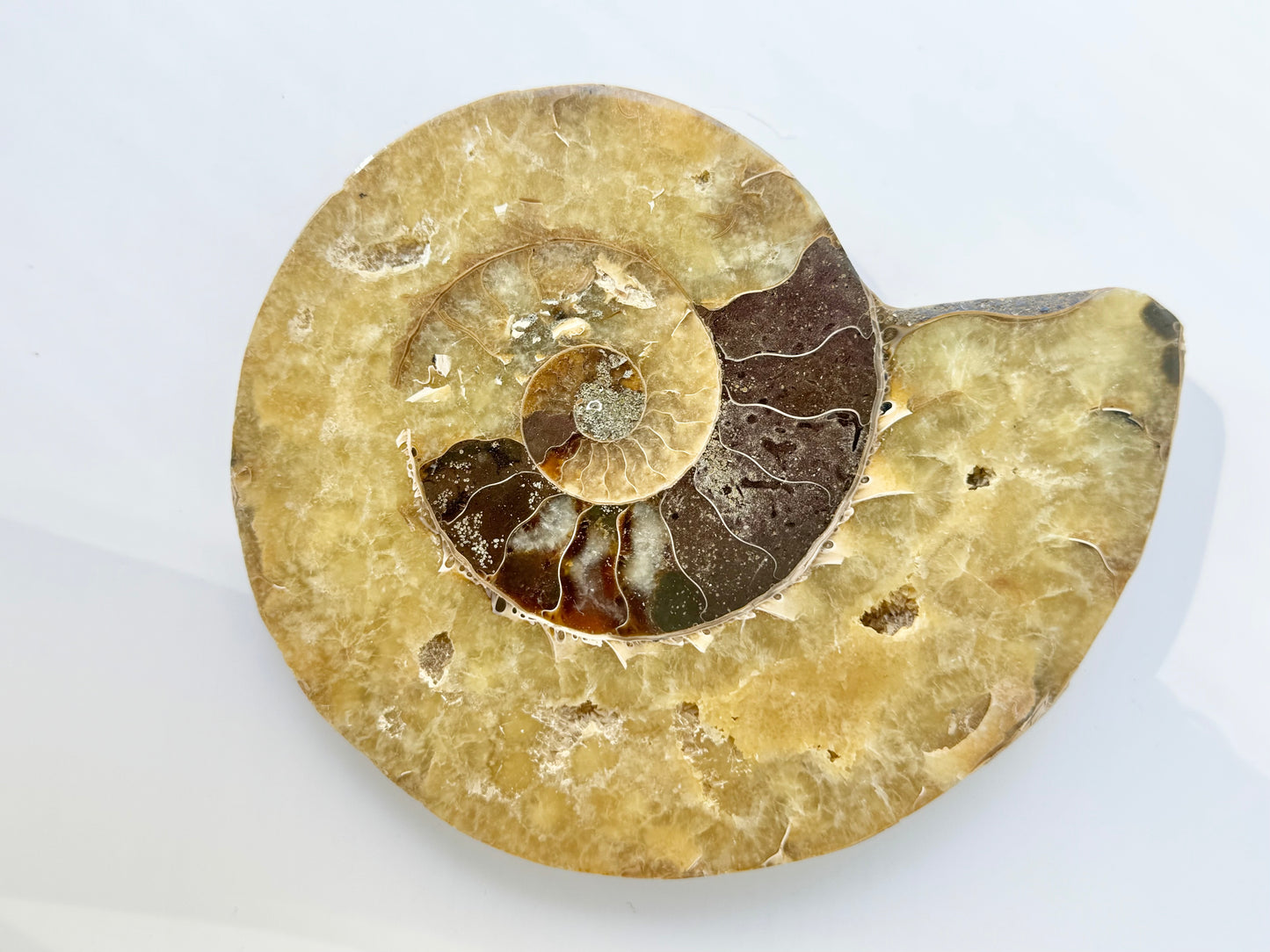 Pearly Ammonite, Face polished