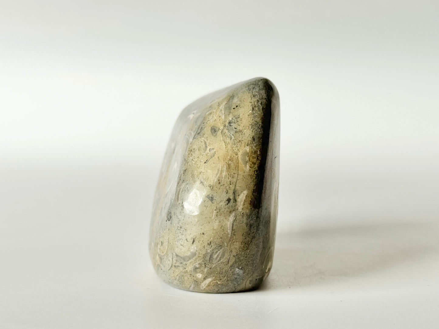 Lake Michigan Fossil Soup Freeform