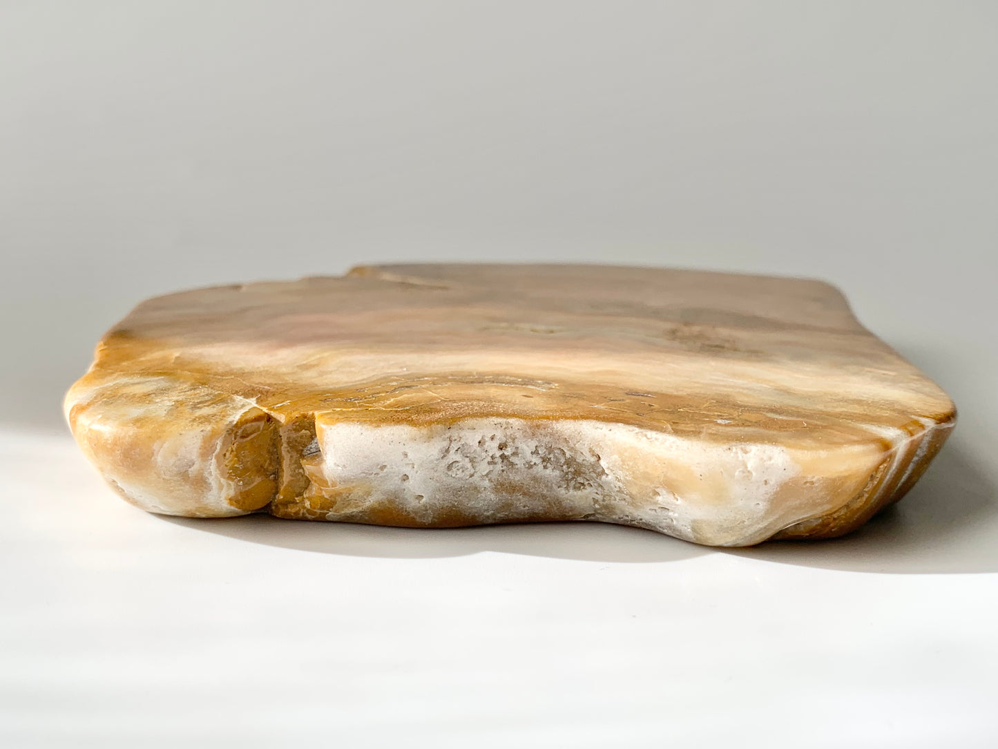 Stromatoporoids Fossil Slab