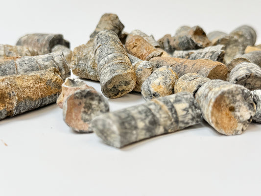 Raw Orthoceras Fossil, 1lb Lot