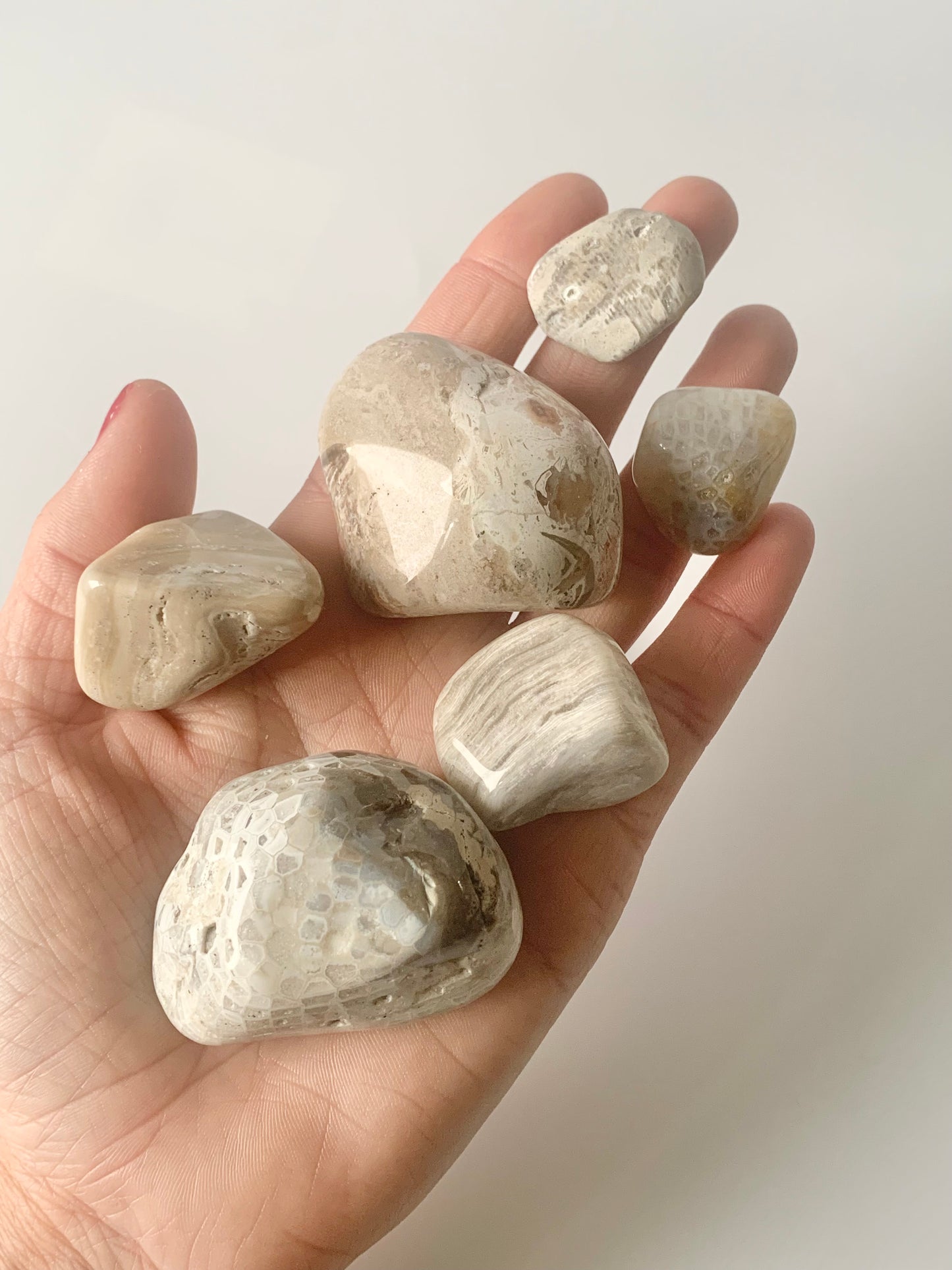 Lake Michigan Fossil Set