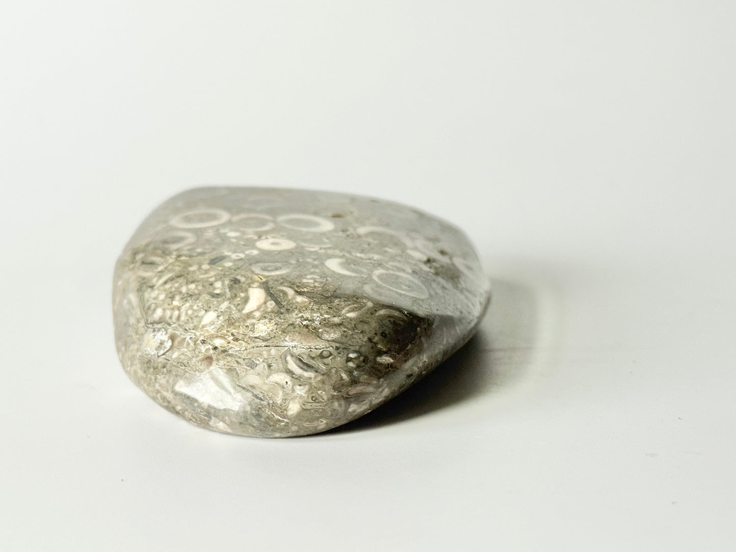 Lake Michigan Fossil Soup Freeform