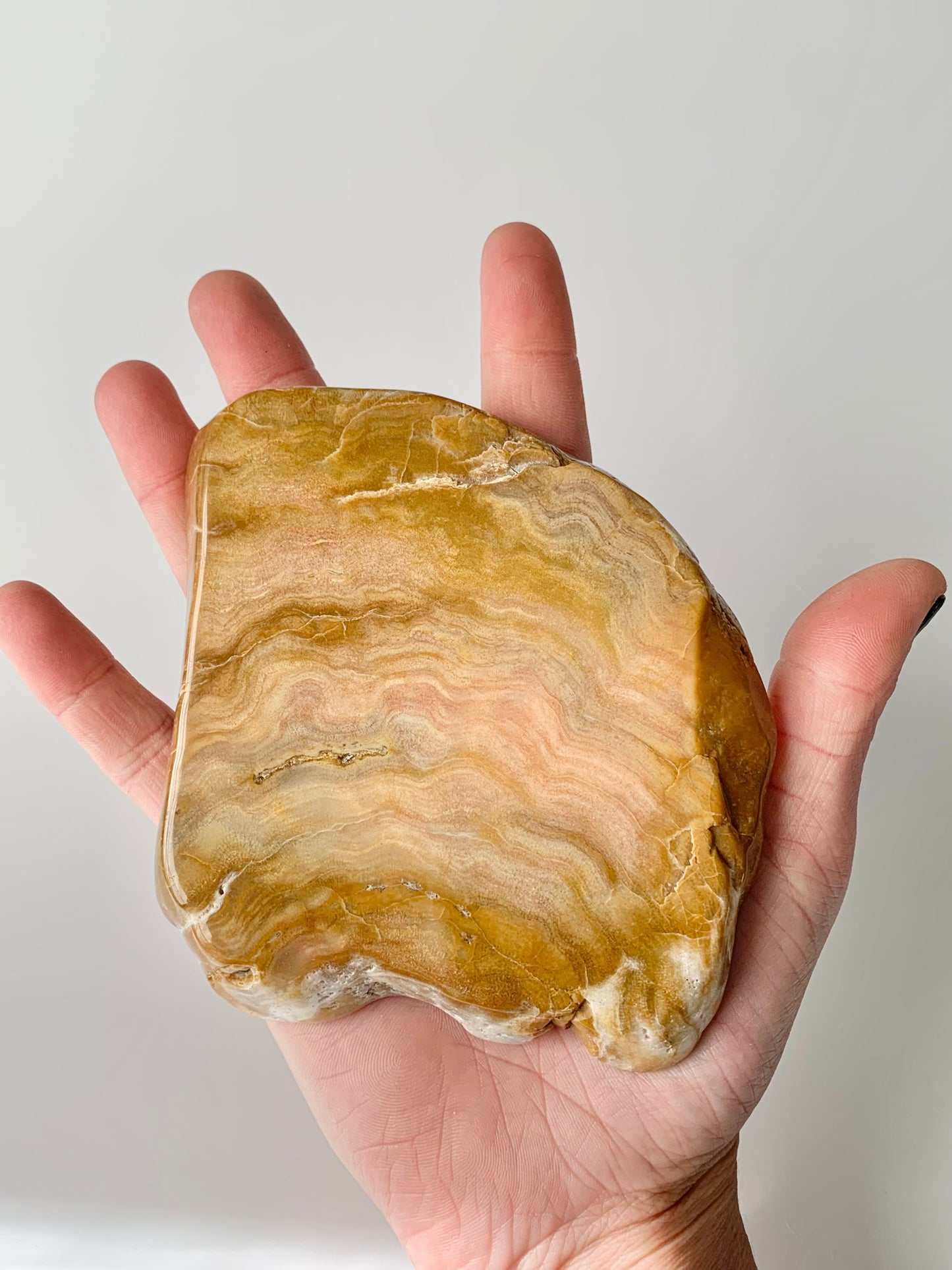 Stromatoporoids Fossil Slab