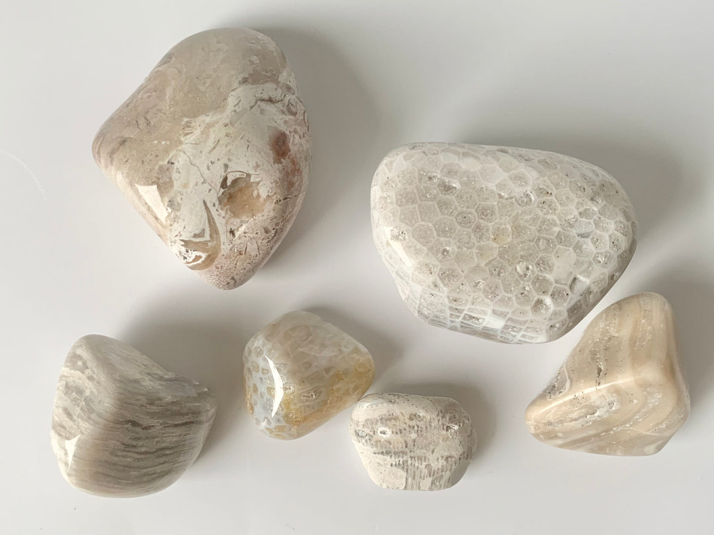 Lake Michigan Fossil Set