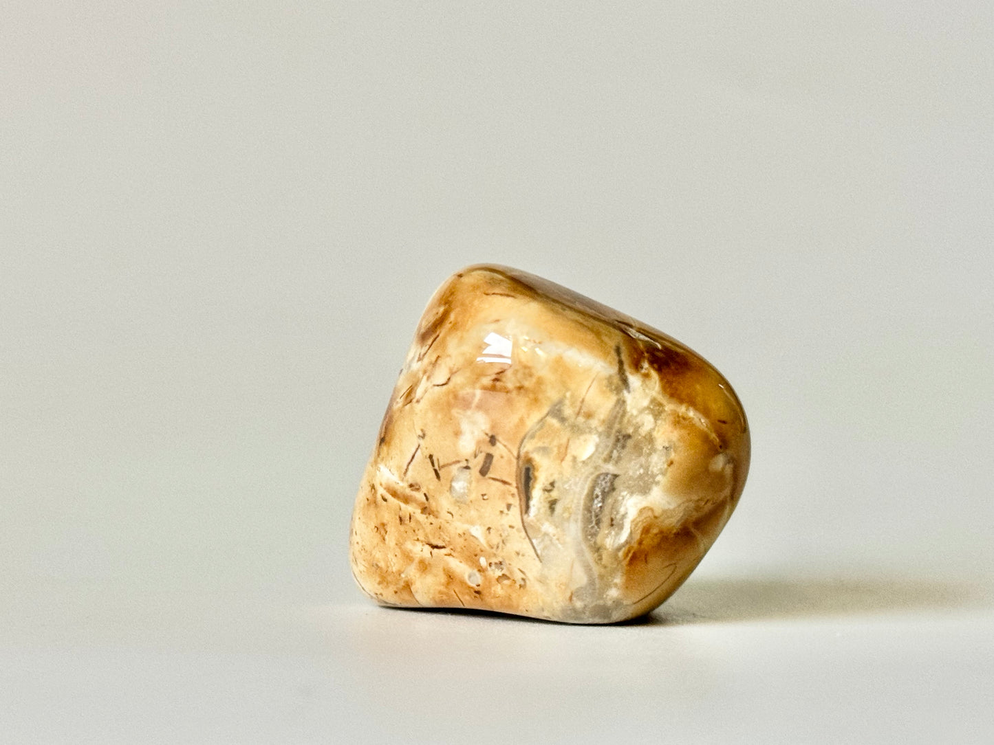 Lake Michigan Polished Fossil