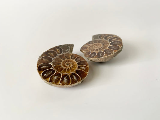 Ammonite polished half