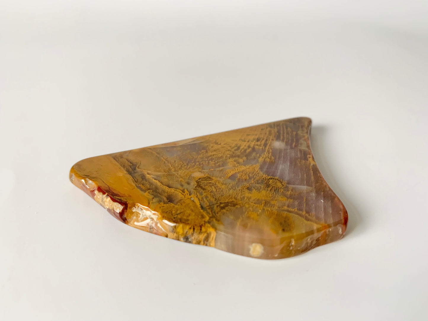 Petrified wood slab, small