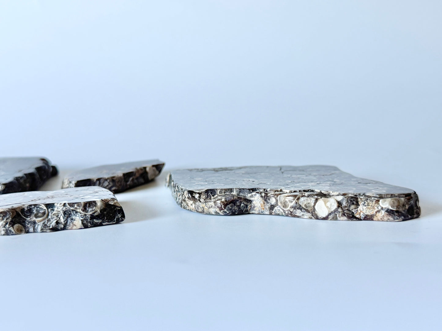 Turritella Agate Slab