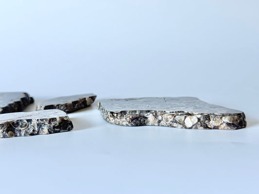 Turritella Agate Slab