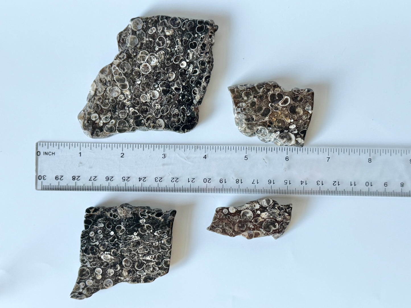 Turritella Agate Slab