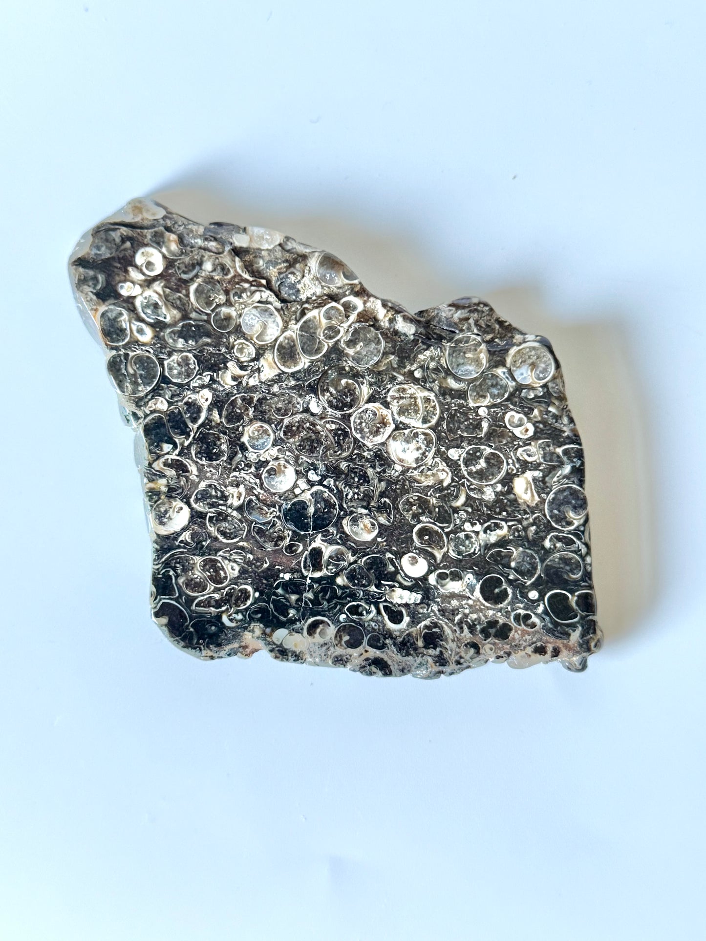 Turritella Agate Slab