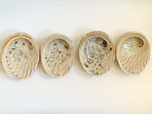 Abalone Shell, ~5 inches