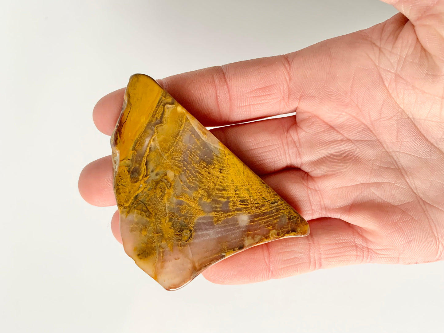 Petrified wood slab, small