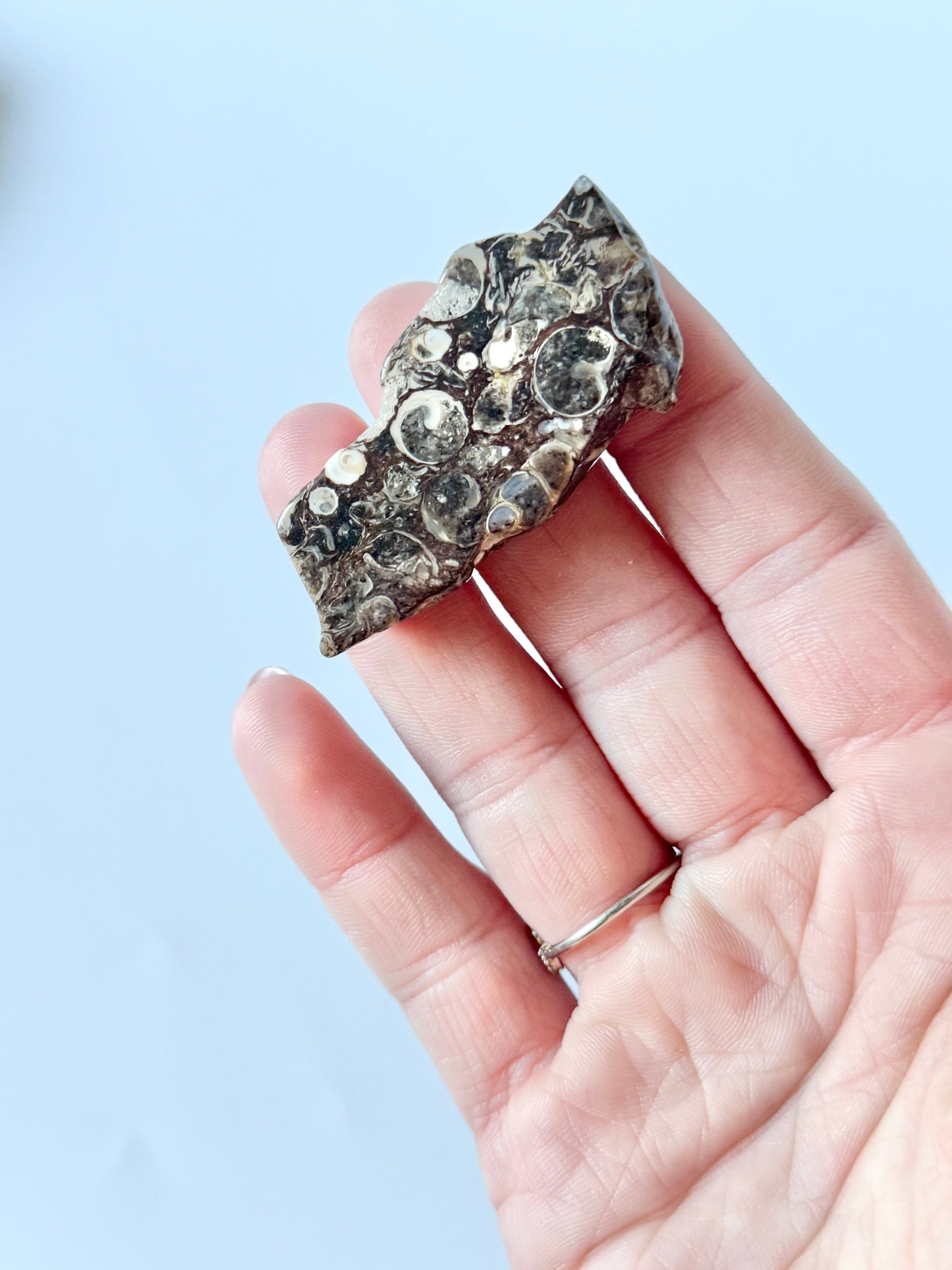 Turritella Agate Slab