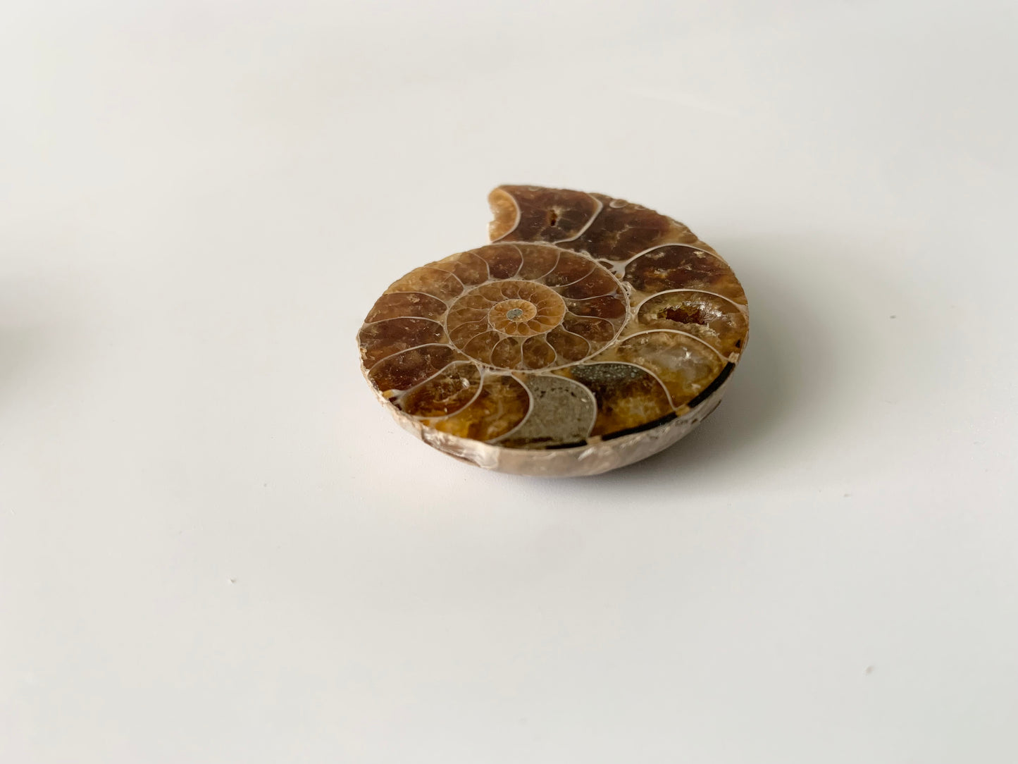 Ammonite polished half