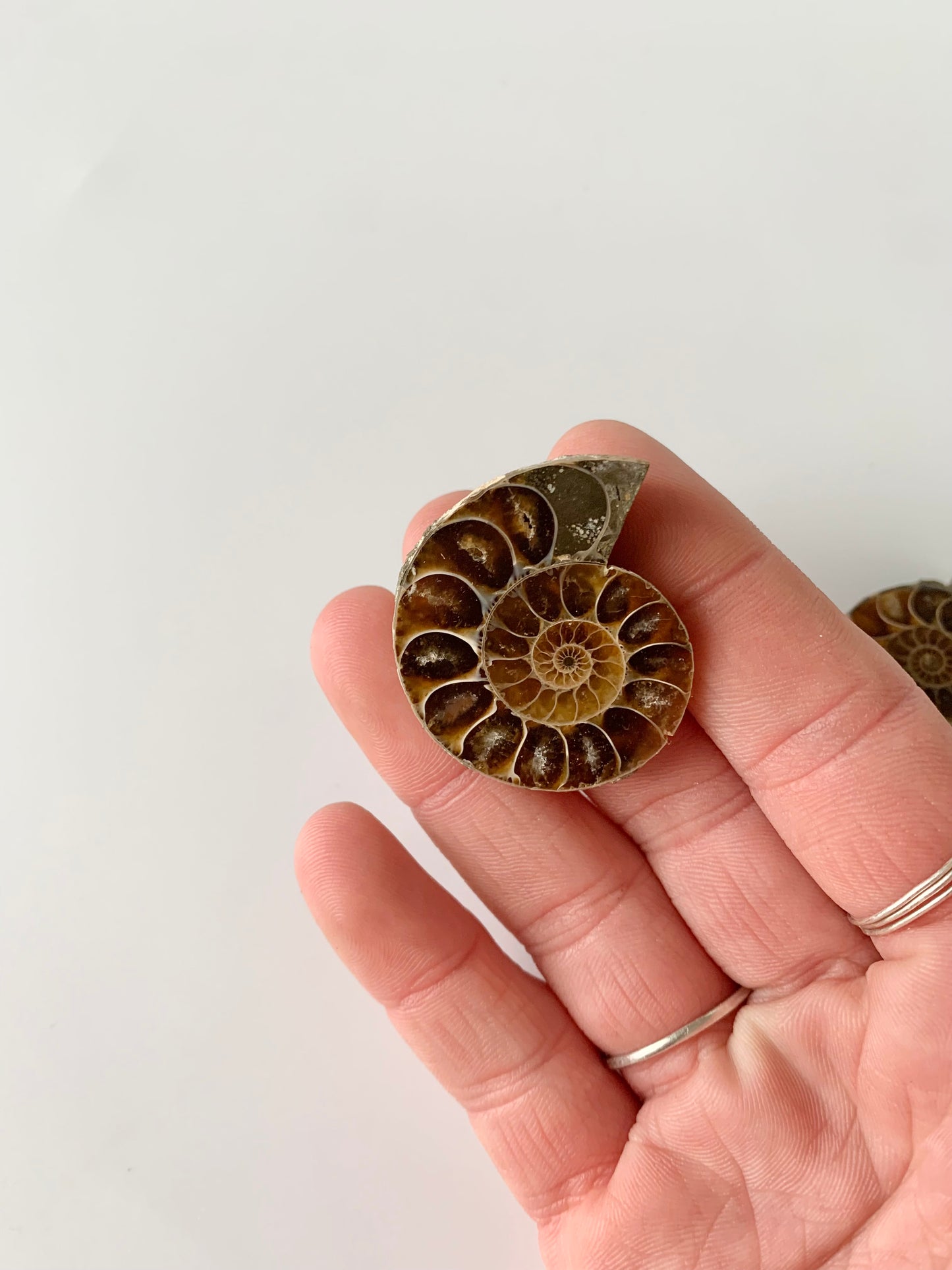 Ammonite polished half