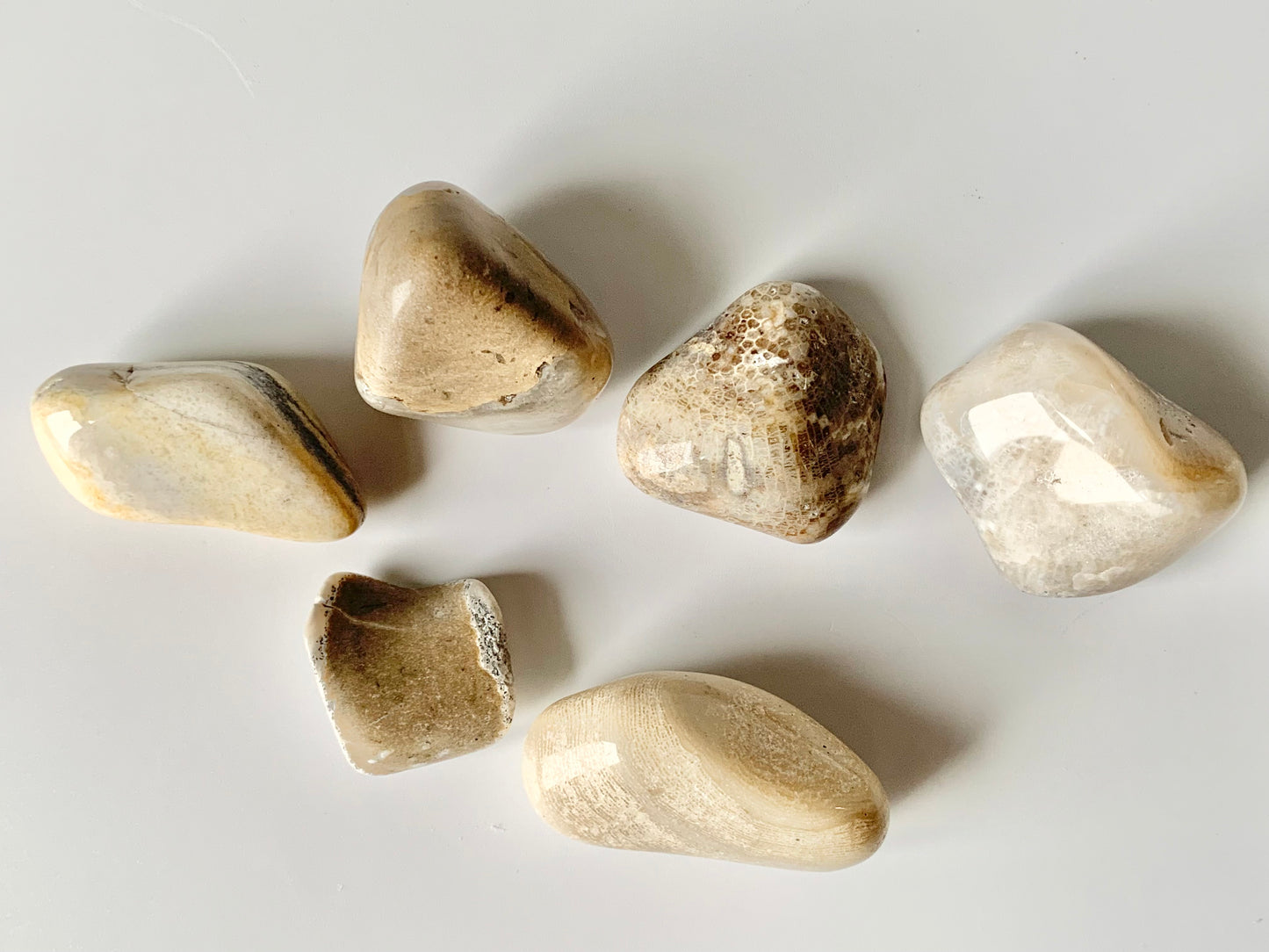 Lake Michigan Fossil Set