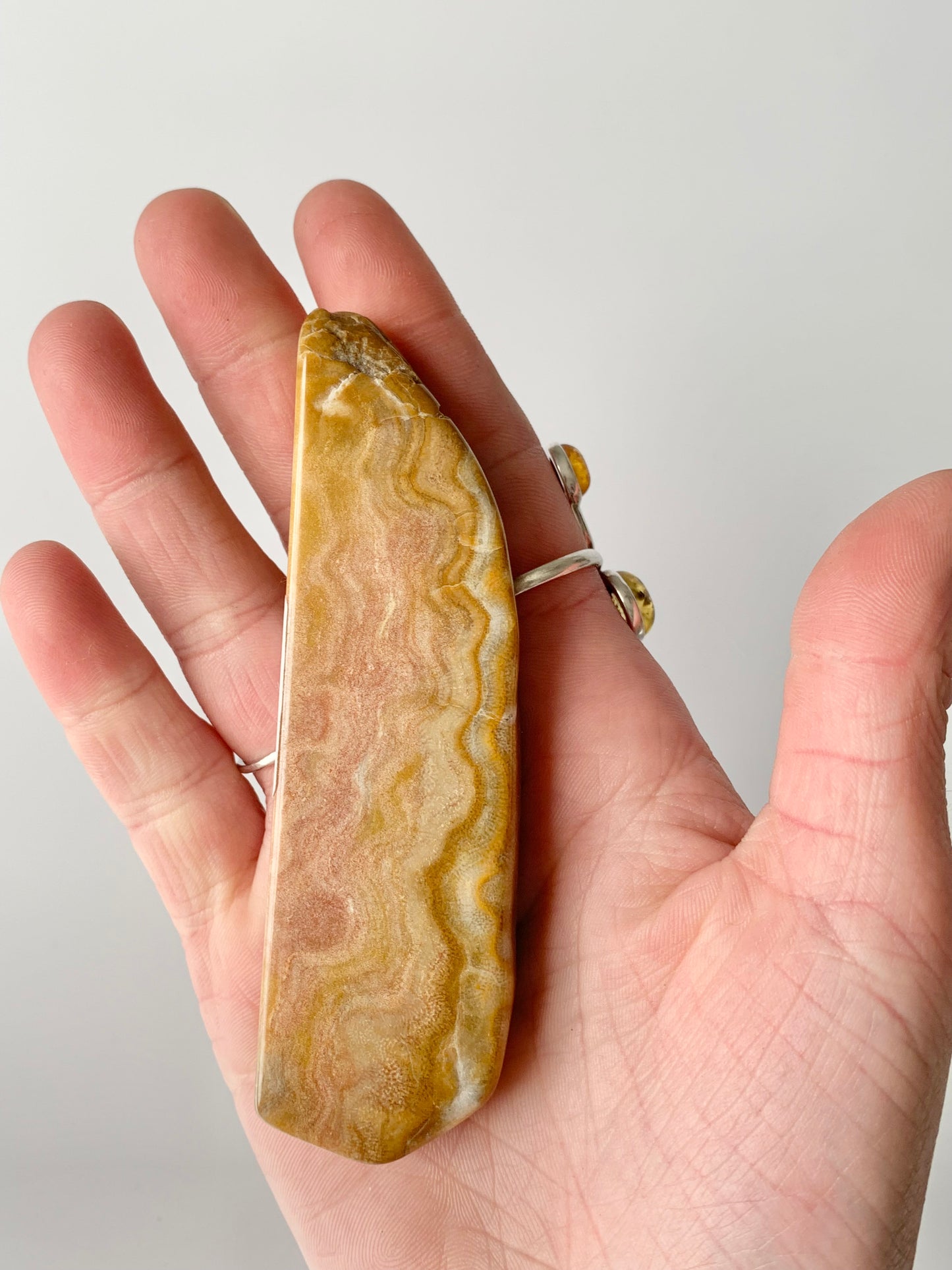Stromatoporoids Fossil Slab