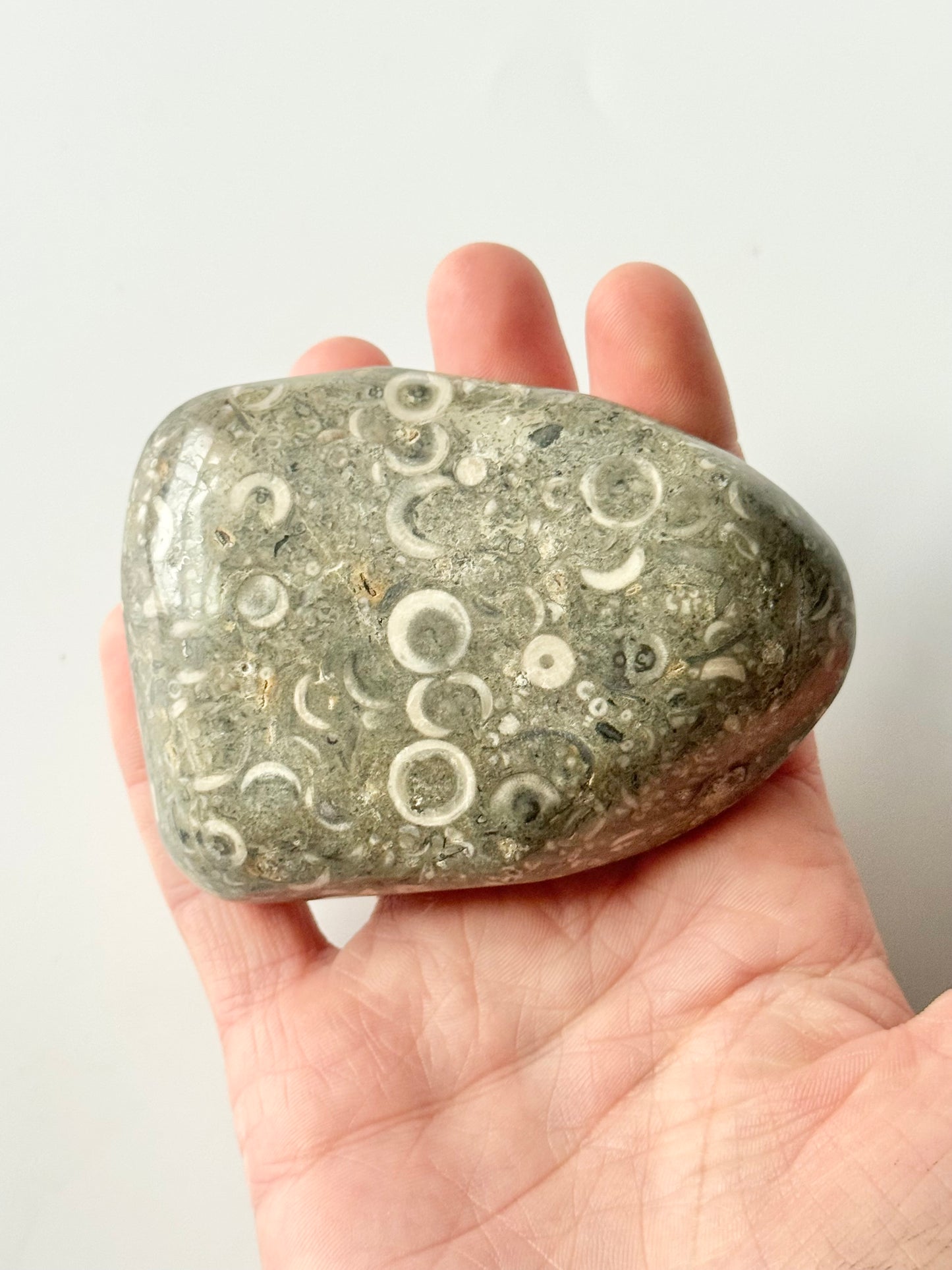 Lake Michigan Fossil Soup Freeform