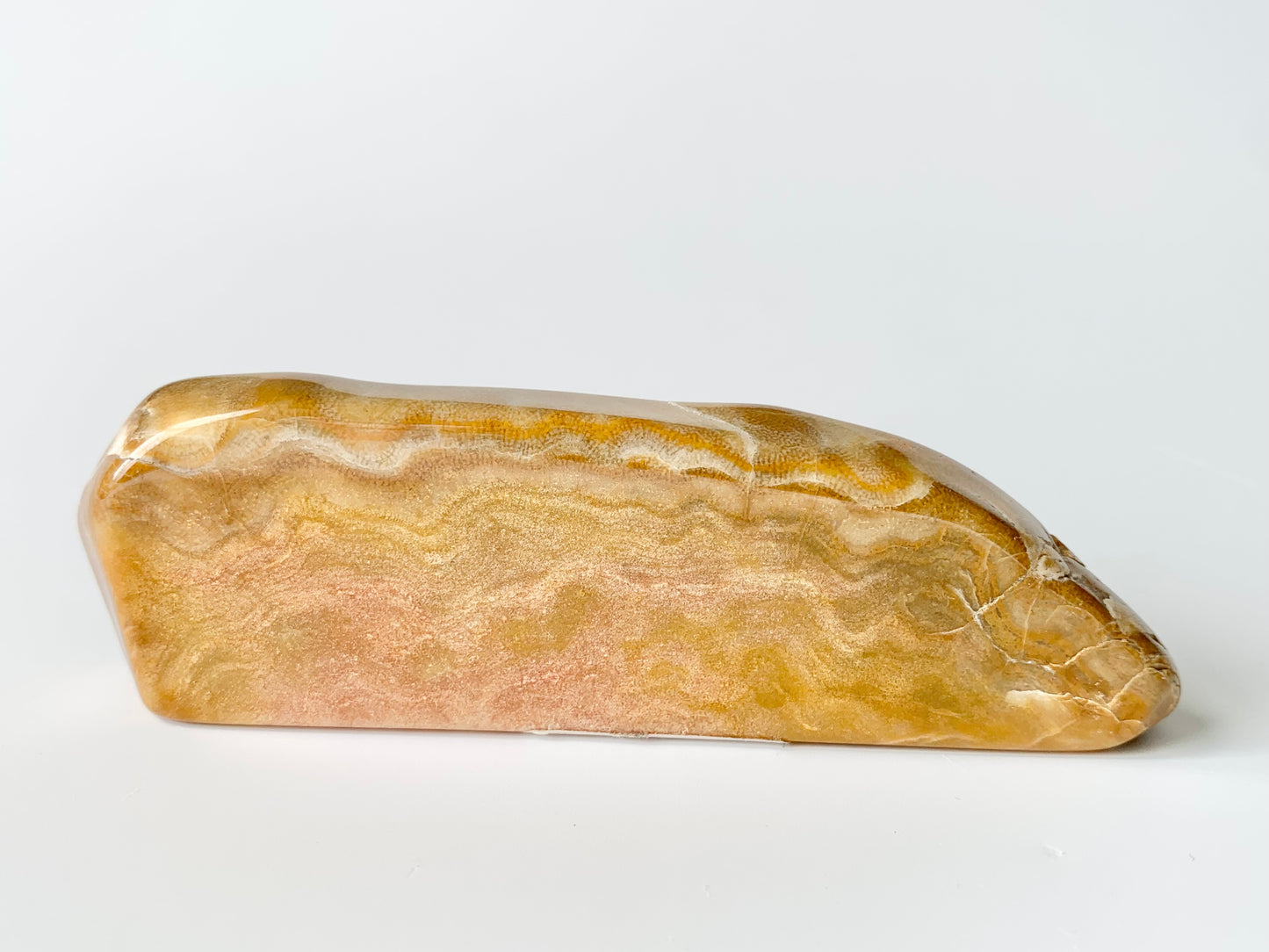 Stromatoporoids Fossil Slab