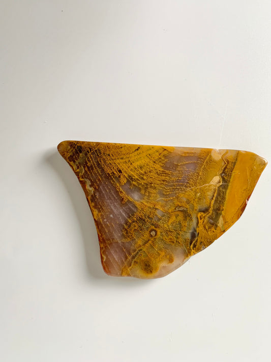 Petrified wood slab, small